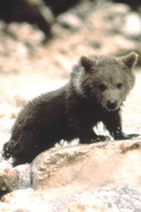 الممثل Youk the Bear